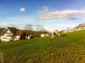 IMG_1602