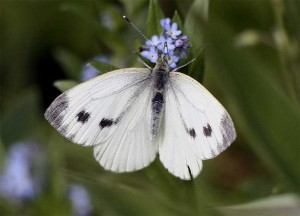 UH_pieris_brassicae_1